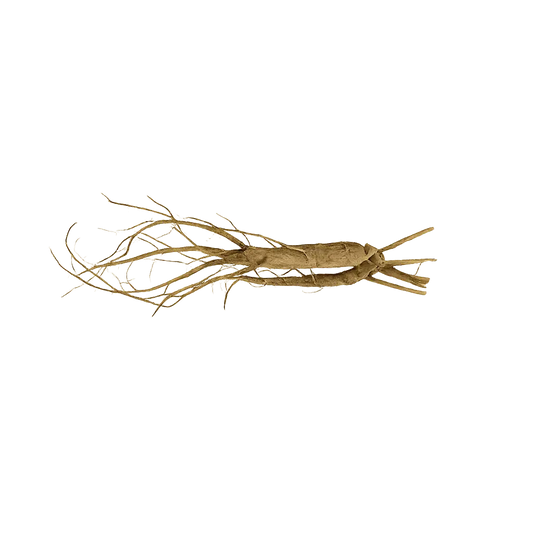 Attract Wealth & Confidence Root